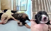 Rescatan a 7 cachorritos en Progreso; estaban cerca de las obras del viaducto