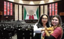 ¿En qué consisten las nuevas reformas de la ley de protección y cuidado animal en CDMX?