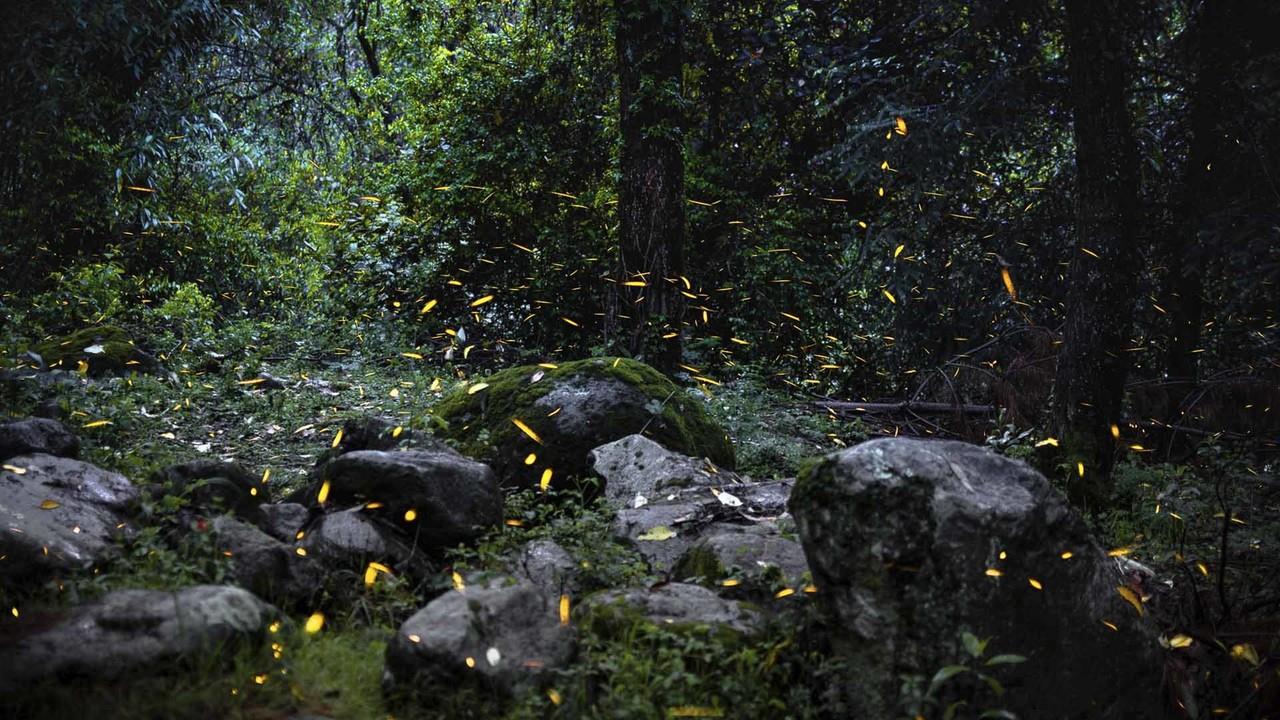 Ruta de las Luciérnagas, Amecameca. Imagen: Secretaría de Cultura y Turismo.