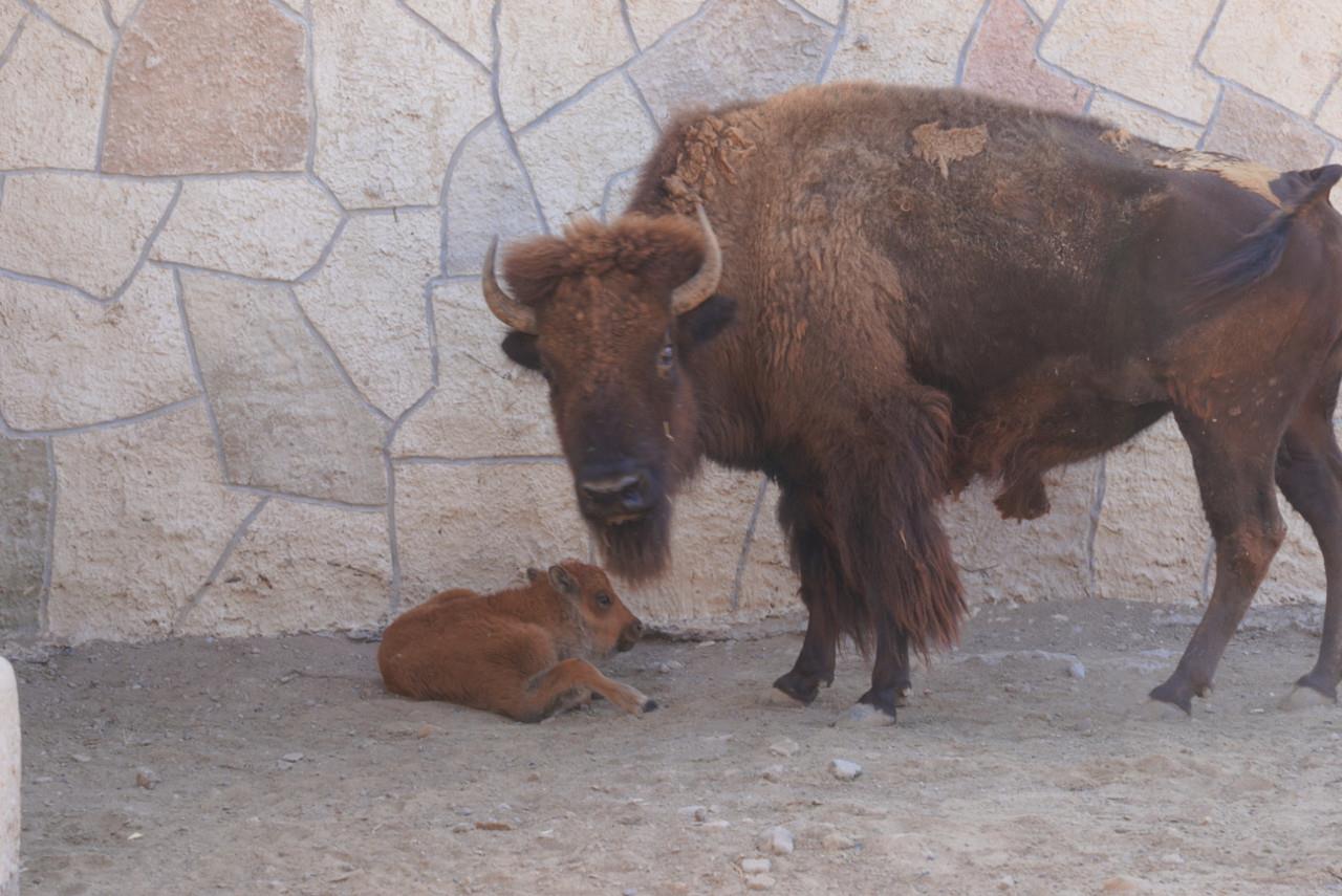 El Zoológico de Nuevo Laredo ha registrado nacimientos de especies emblemáticas. Fotos: Ruth Vilches