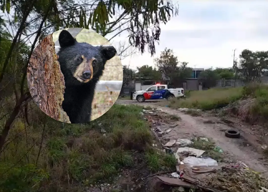 Predio baldío en donde fue visto el oso por las autoridades de Escobedo. Foto: Canva - Proxpol Escobedo.