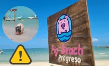 ¿Qué pasó con Pig Beach, la famosa playa con puerquitos de Progreso?