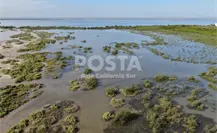 ¿Qué hacemos sin los manglares? Baja California Sur los necesita más que nunca