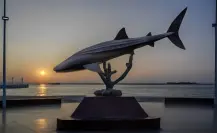 El tiburón ballena en el malecón de La Paz, una figura que sí o sí debes visitar en BCS