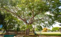 Mérida Verde, la estrategia para arborizar la ciudad y combatir el cambio climático