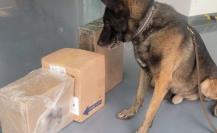 Descubren droga en el Aeropuerto de La Paz gracias a binomio canino