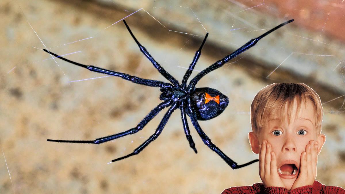 Su mordedura es 15 veces más fuerte que la de una cascabel Foto: Especial