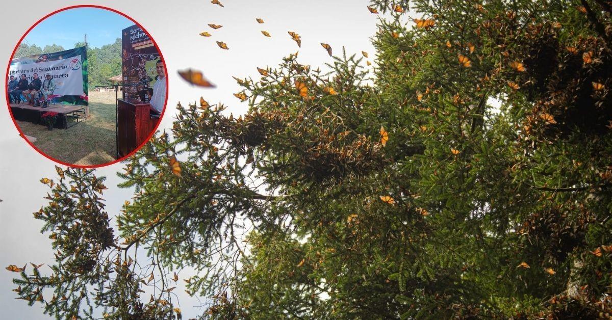 Puedes visitar los santuarios de la Mariposa Monarca de las 08:00 de la mañana a las 05:00 de la tarde. Foto: Gob. de Edomex/ FB Noti Monarca