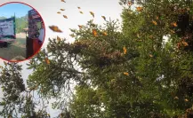 Llega la Mariposa Monarca a Edomex; visitarlas es una buena opción para el día de asueto