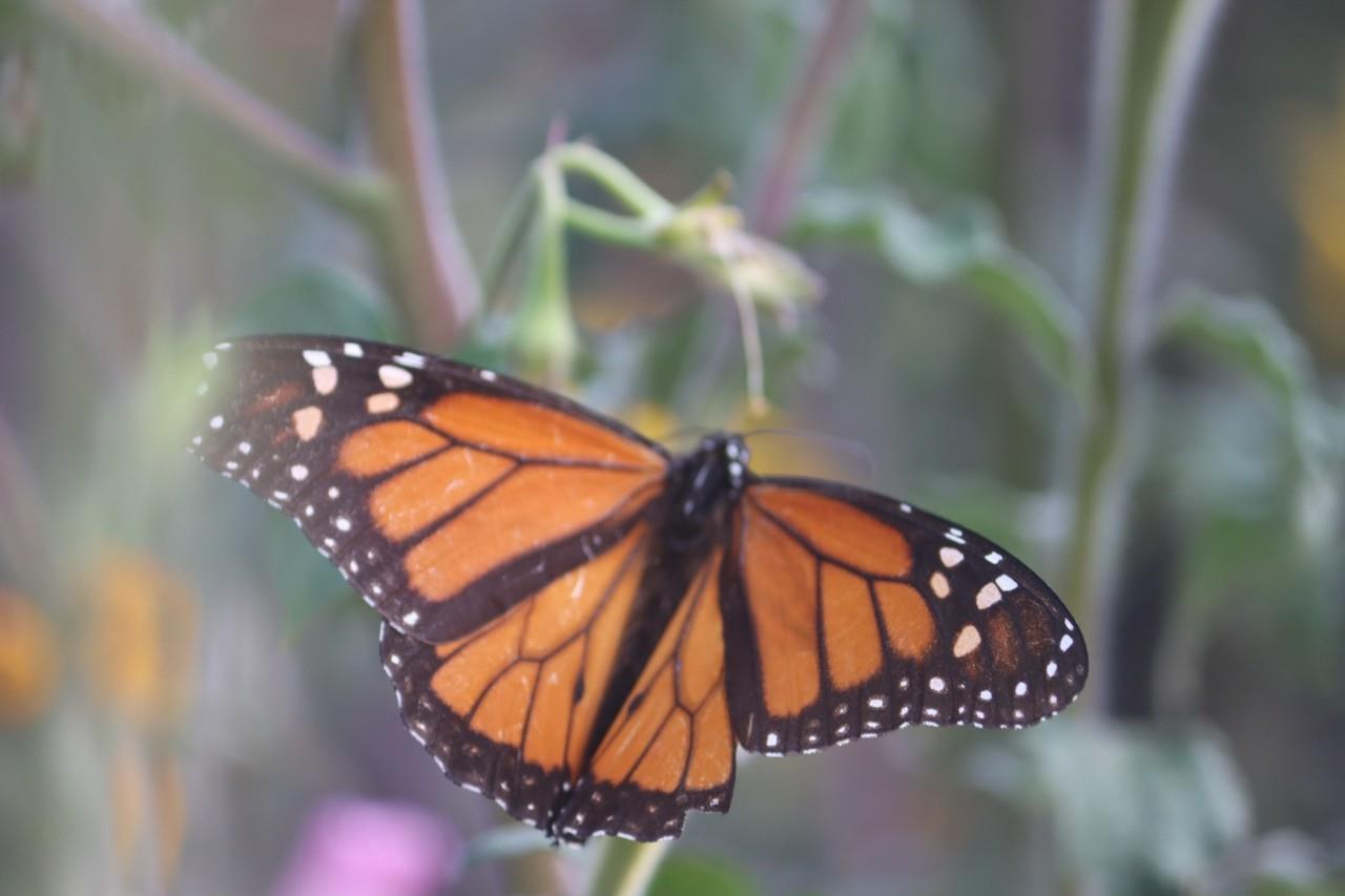 Históricamente la mariposa monarca ha llegado a Michoacán, año con año, días antes de la celebración del Día de Muertos. Foto: Gobierno de Tamaulipas