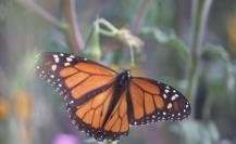 Mariposa Monarca: el pico migratorio ya está en su Santuario, ¿Cuándo puedes visitarlo?