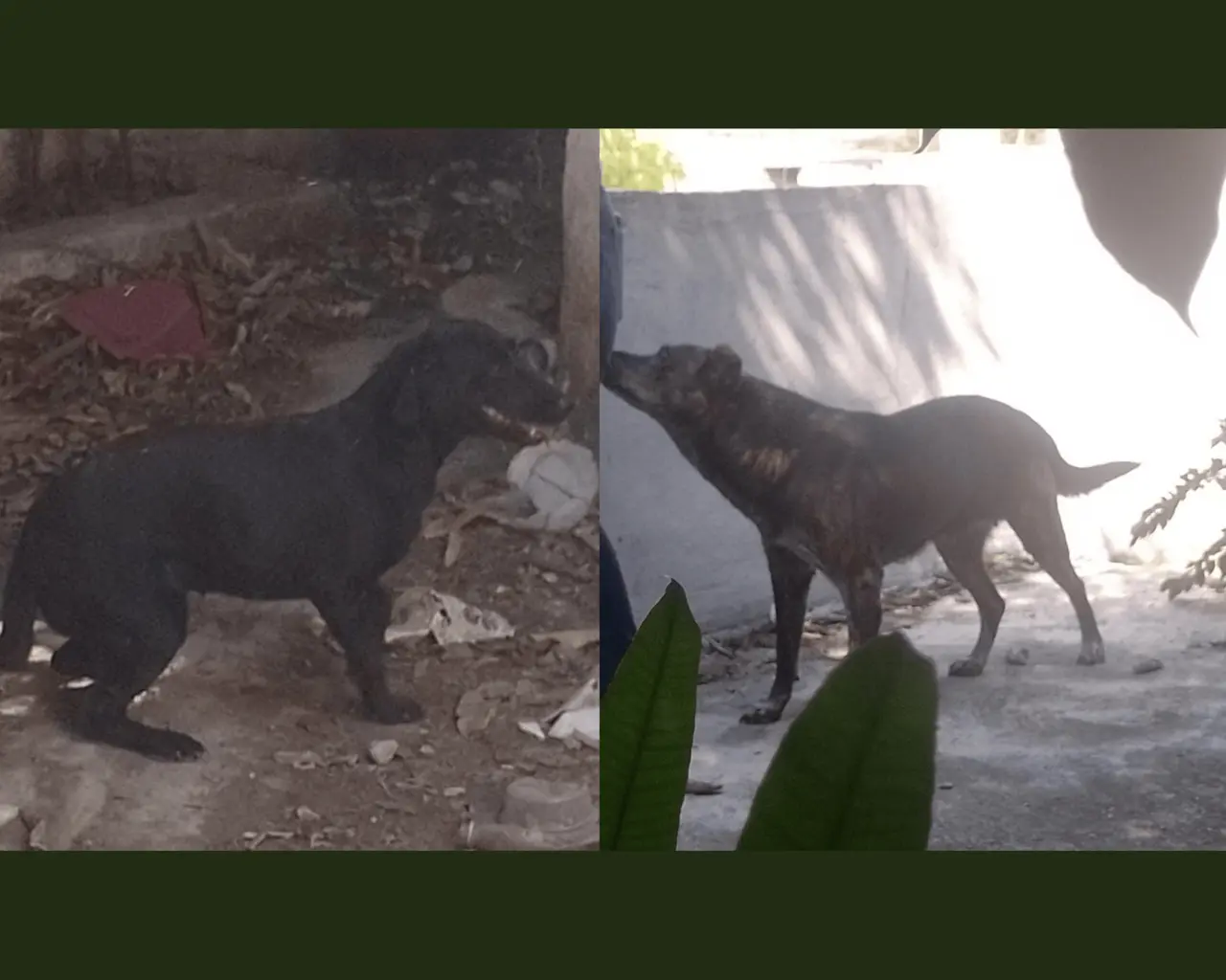 Los animales permanecían rodeados de basura, excremento y botes de plástico, además de carecer de alimento. Foto: FGJ