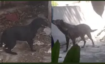 Fiscalía de Tamaulipas rescata a perros víctimas de maltrato, ya están investigando los hechos