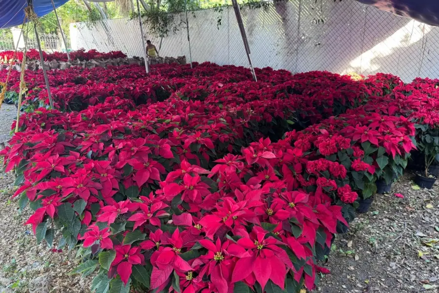 Navidad en Yucatán: Arranca venta de flor de Noche Buena en Mérida y estos son los precios