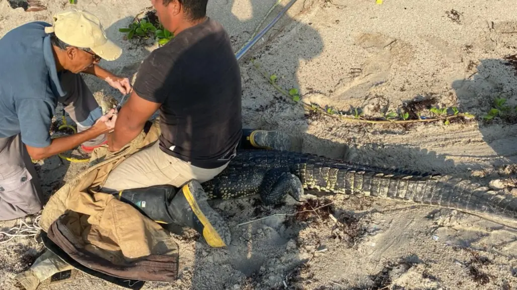 Presencia de Cocodrilos en Playa Miramar preocupa a las autoridades