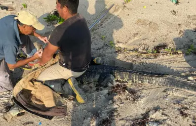 Presencia de Cocodrilos en Playa Miramar preocupa a las autoridades