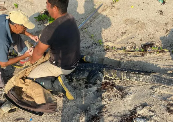 Presencia de Cocodrilos en Playa Miramar preocupa a las autoridades