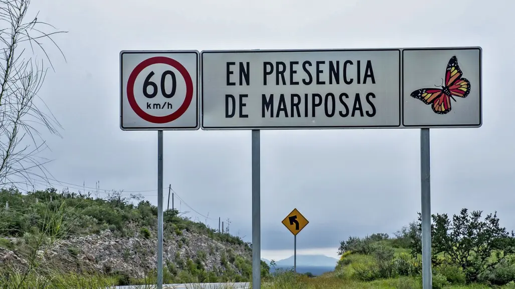 ¿Qué hacer si viajas en carreteras de Tamaulipas y te topas mariposas Monarca?