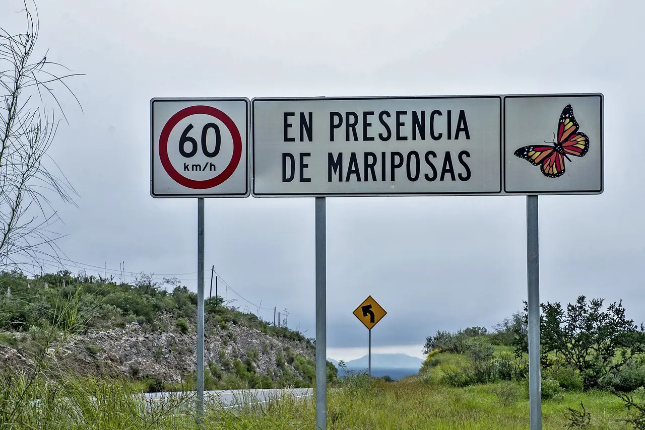 Estos insectos son agentes polinizadores.