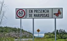 ¿Qué hacer si viajas en carreteras de Tamaulipas y te topas mariposas Monarca?