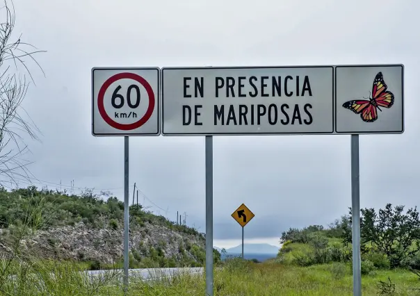 ¿Qué hacer si viajas en carreteras de Tamaulipas y te topas mariposas Monarca?