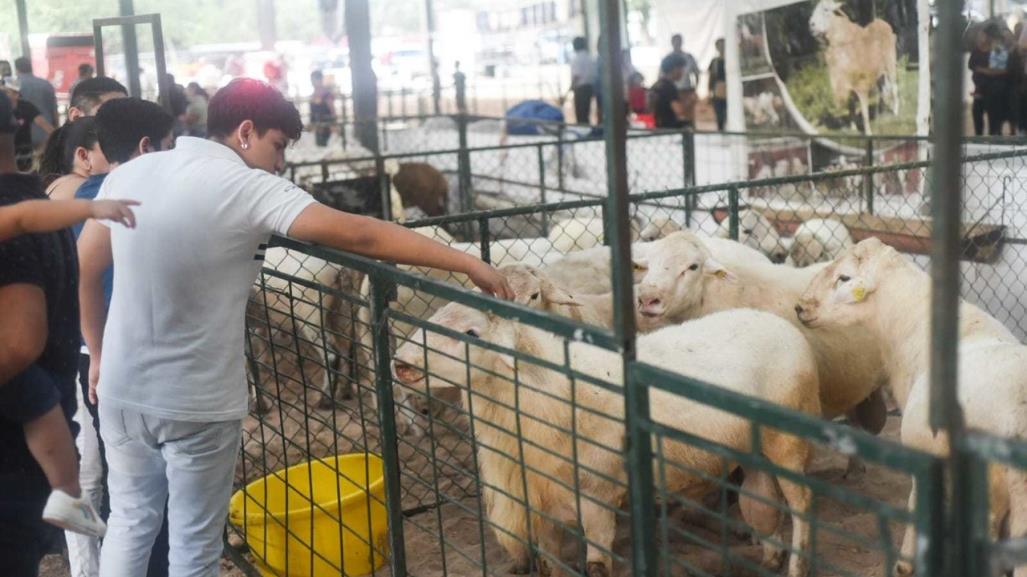 Feria Xmatkuil 2024: criadores participan en la exposición de distintas razas de ovinos