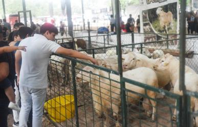 Feria Xmatkuil 2024: criadores participan en la exposición de distintas razas de ovinos