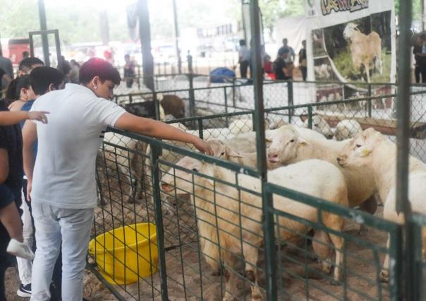 Feria Xmatkuil 2024: criadores participan en la exposición de distintas razas de ovinos