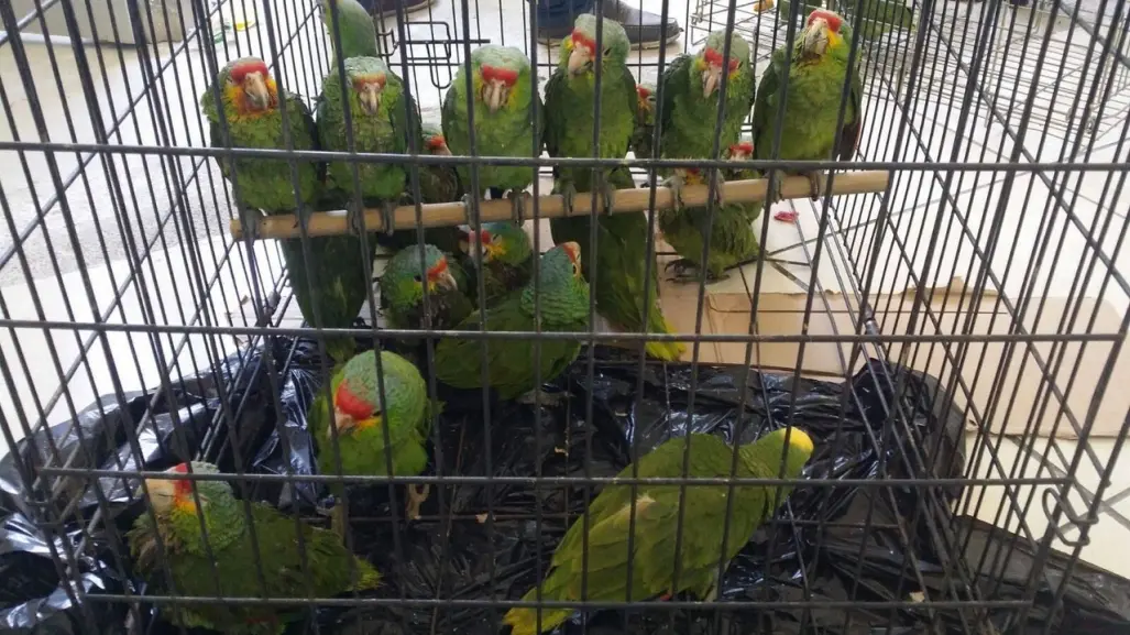 Detienen en Durango un hombre en posesión de aves exóticas en operativo de PROFEPA