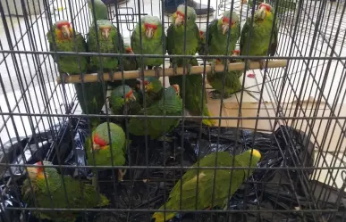 Detienen en Durango un hombre en posesión de aves exóticas en operativo de PROFEPA