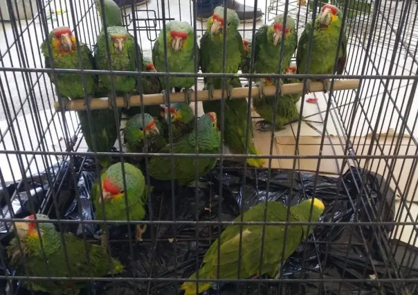 Detienen en Durango un hombre en posesión de aves exóticas en operativo de PROFEPA