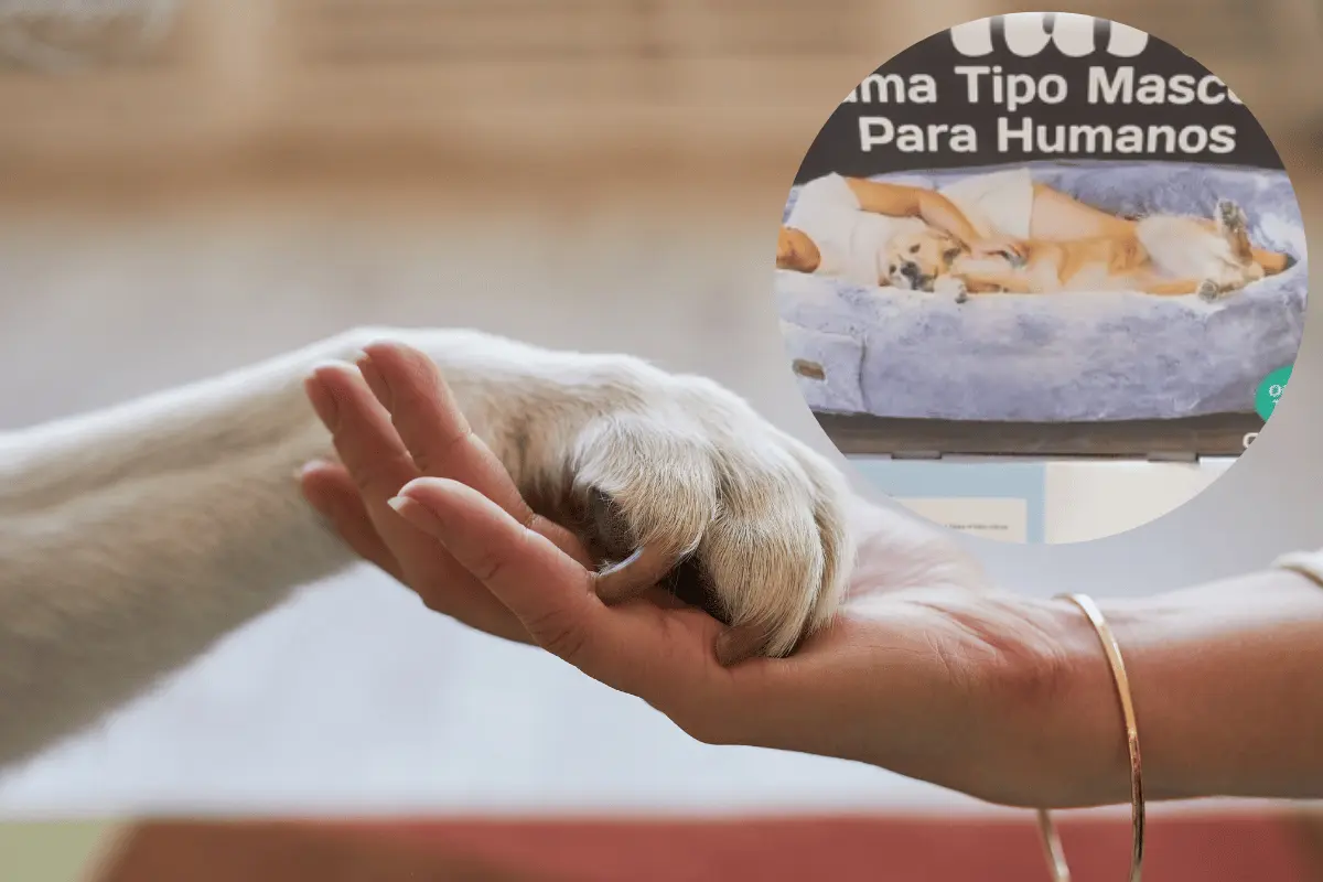 Aunque su precio puede parecer elevado, quienes la han probado aseguran que es perfecta para compartir con sus mascotas. Foto: Canva.