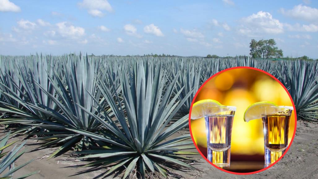 Festival del Teqzcal: 5 curiosidades del tequila y el mezcal en Tamaulipas