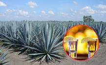 Festival del Teqzcal: 5 curiosidades del tequila y el mezcal en Tamaulipas