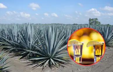 Festival del Teqzcal: 5 curiosidades del tequila y el mezcal en Tamaulipas