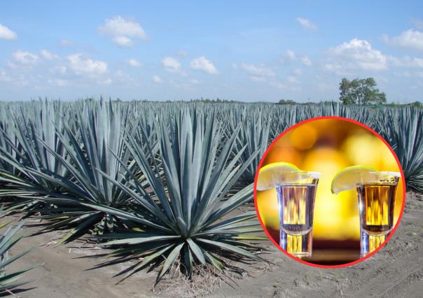 Festival del Teqzcal: 5 curiosidades del tequila y el mezcal en Tamaulipas