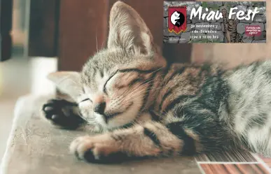 ¿Te gustan los michis? No te pierdas el MIAU FEST edición medieval en CDMX