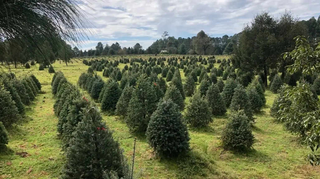 Guía para comprar o cortar tu árbol de Navidad cerca de la CDMX