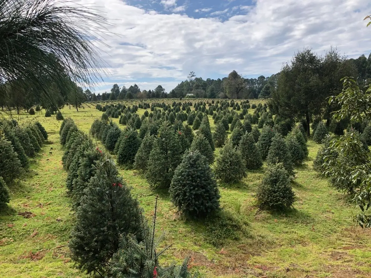 Así se ven los árboles de Navidad que puedes adquirir. Foto: Rancho 3 Encinos