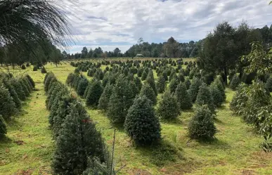 Guía para comprar o cortar tu árbol de Navidad cerca de la CDMX