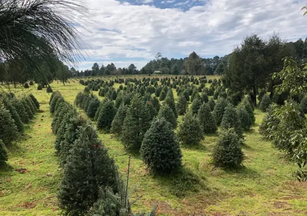 Guía para comprar o cortar tu árbol de Navidad cerca de la CDMX