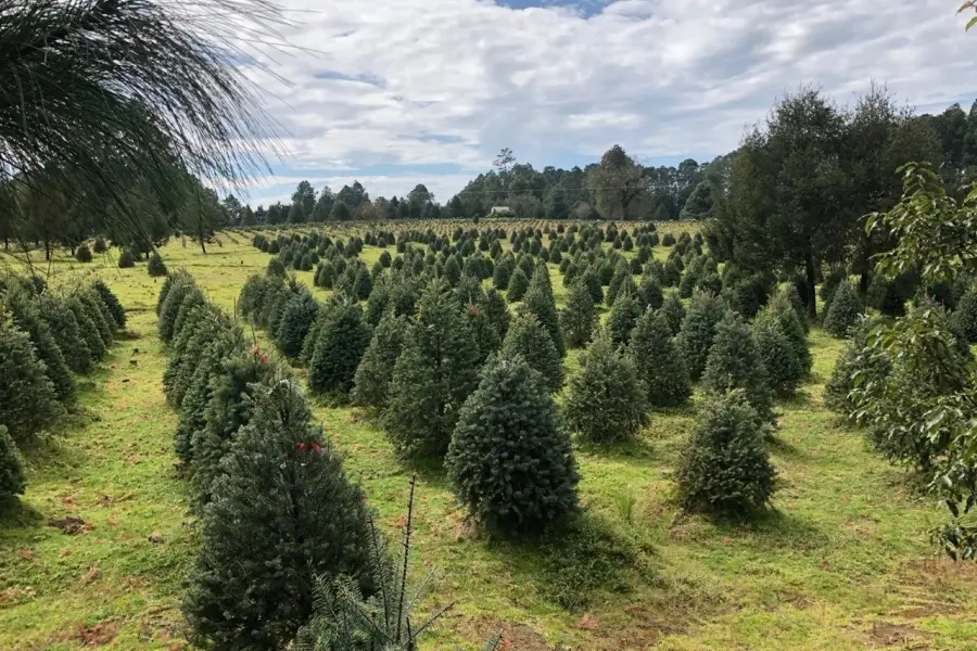 Guía para comprar o cortar tu árbol de Navidad cerca de la CDMX