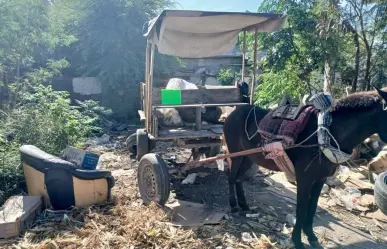 Matamoros es el primer municipio de Tamaulipas en prohibir el uso de animales para jalar carretones