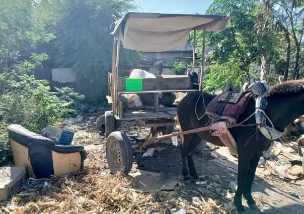 Matamoros es el primer municipio de Tamaulipas en prohibir el uso de animales para jalar carretones