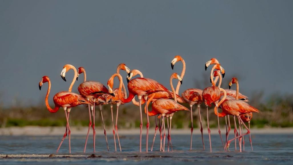 Turismo en Yucatán: Temporada de migración de flamencos rosas en Río Lagartos