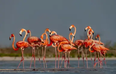 Turismo en Yucatán: Temporada de migración de flamencos rosas en Río Lagartos