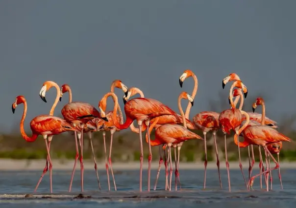 Turismo en Yucatán: Temporada de migración de flamencos rosas en Río Lagartos