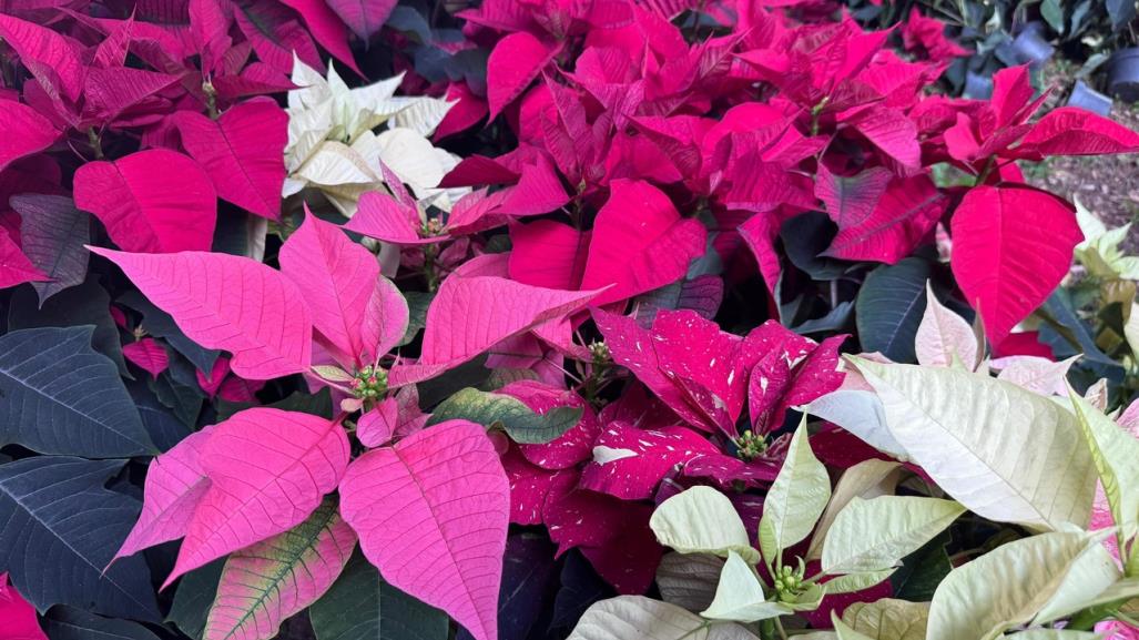 Navidad en Yucatán: ¿cuál es el cuidado que se le debe dar a la flor de nochebuena?