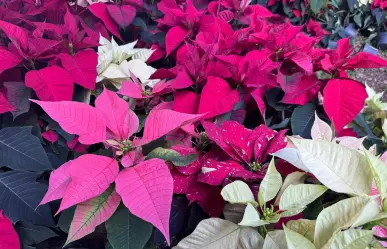 Navidad en Yucatán: ¿cuál es el cuidado que se le debe dar a la flor de nochebuena?