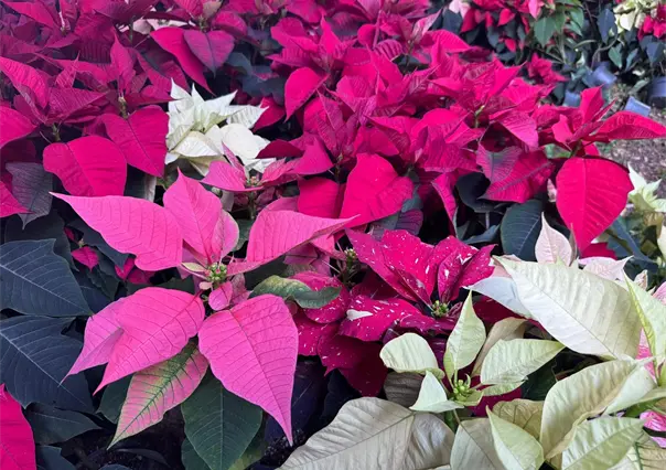 Navidad en Yucatán: ¿cuál es el cuidado que se le debe dar a la flor de nochebuena?
